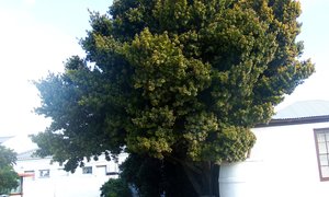 Enna se Geelhoutboom